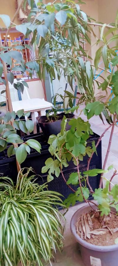 Joli Studio Avec Jardin Espira-de-l'Agly Zewnętrze zdjęcie